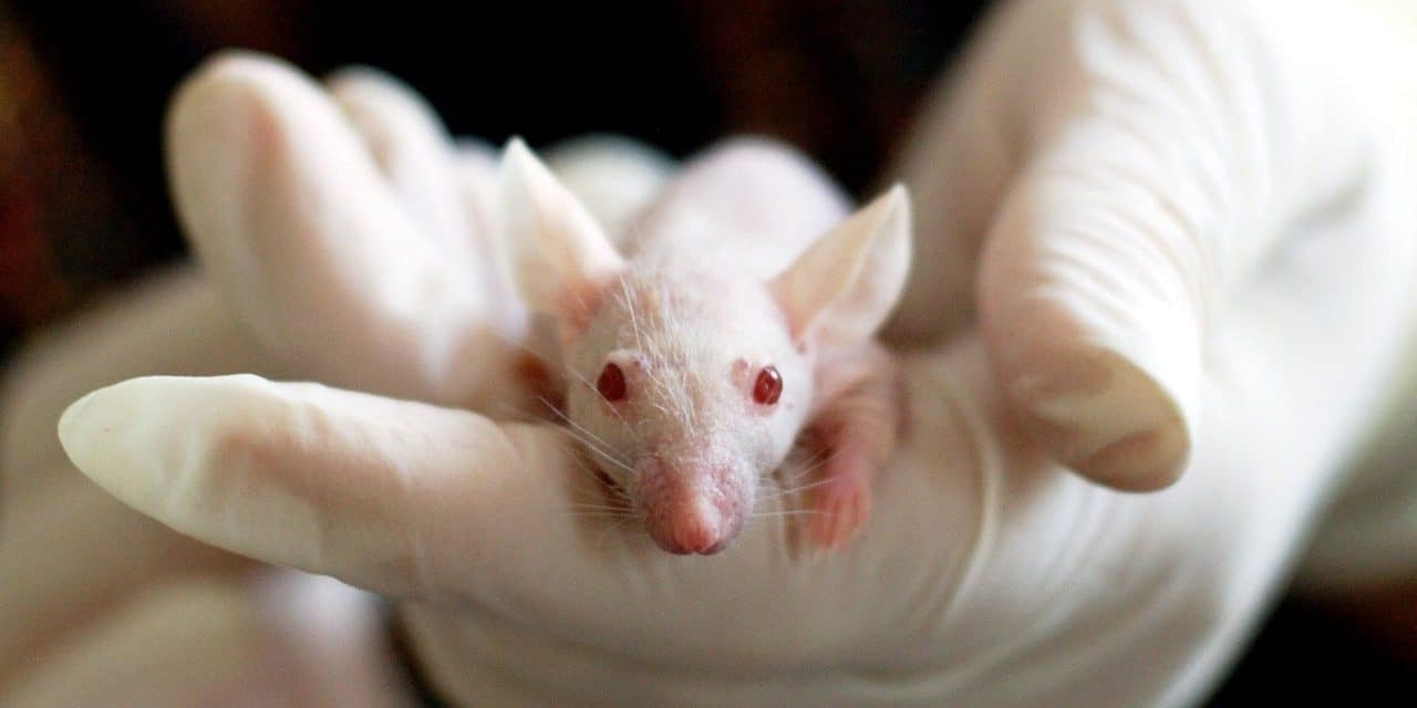 If we made life in a lab, would we understand it differently?