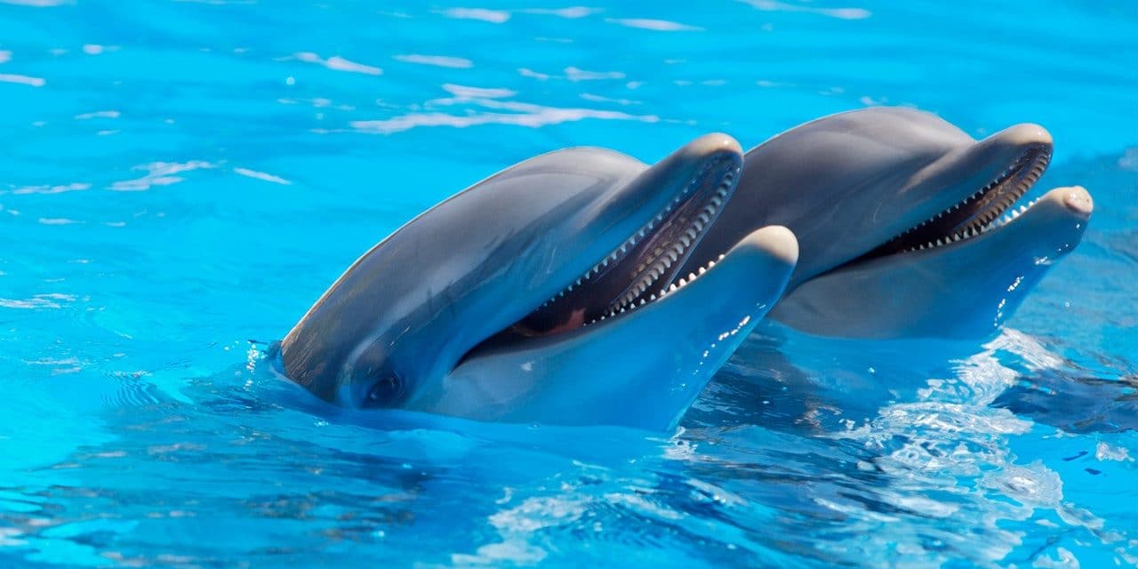 Do only humans have souls, or do animals possess them too?